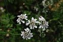 Umbellifers